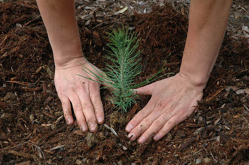 Tree_Planting.jpg